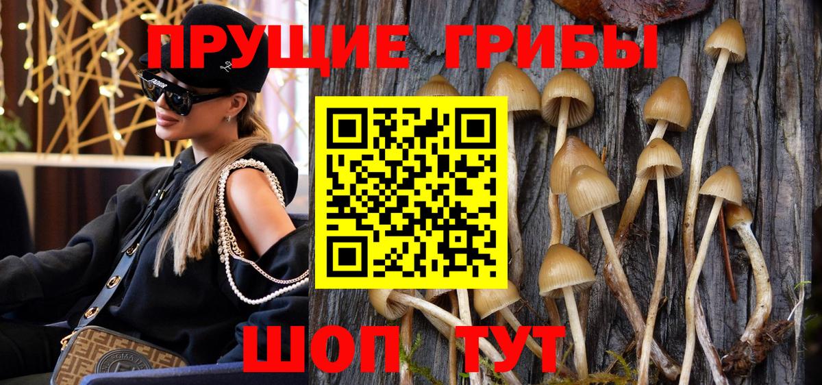 Псилоцибиновые грибы Psilocybine cubensis Владикавказ